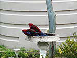 Click image for larger version

Name:	09-07-26 Parrots in Bird Bath 033.jpg
Views:	133
Size:	44.7 KB
ID:	7882