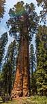 Click image for larger version

Name:	general-sherman-tree-in-sequoia-national-park-by-volume-it-is-the-largest-known-living-single-st.jpg
Views:	60
Size:	74.9 KB
ID:	14007
