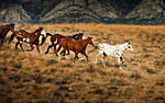 Click image for larger version

Name:	Wild-horses-in-Wyoming-flicka-and-the-saddle-club-30420520-1920-1200.jpg
Views:	91
Size:	52.3 KB
ID:	11715