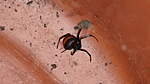 Click image for larger version

Name:	Redback.jpg
Views:	165
Size:	25.6 KB
ID:	7642