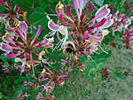 Click image for larger version

Name:	HONEYSUCKLE BEE.jpg
Views:	56
Size:	58.1 KB
ID:	7613