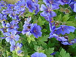 Click image for larger version

Name:	WILLIAM BLUE GERANIUM.jpg
Views:	55
Size:	68.4 KB
ID:	7616