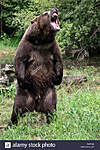 Click image for larger version

Name:	standing-grizzly-P4RFXE.jpg
Views:	175
Size:	98.7 KB
ID:	14085