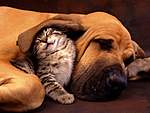 Click image for larger version

Name:	Cat-and-dog_sleeping.jpg
Views:	86
Size:	39.5 KB
ID:	12272