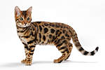 Click image for larger version

Name:	Bengal.jpg
Views:	43
Size:	24.2 KB
ID:	8911