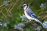 Click image for larger version

Name:	blue_jay_05_by_jay_co-d3lc5jx.jpg
Views:	50
Size:	63.7 KB
ID:	8521