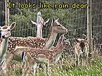 Click image for larger version

Name:	Rain dear..jpg
Views:	65
Size:	48.3 KB
ID:	8222