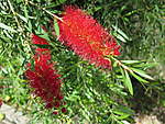 Click image for larger version

Name:	141016 008 Succulet and Grevillea Flowers.jpg
Views:	170
Size:	72.6 KB
ID:	13183