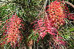 Click image for larger version

Name:	141016 004 Succulet and Grevillea Flowers.jpg
Views:	169
Size:	84.2 KB
ID:	13185