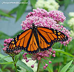 Click image for larger version

Name:	monarch-male-proboscis-swamp-milkweed-flowers.jpg
Views:	65
Size:	85.2 KB
ID:	12564