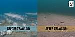 Click image for larger version

Name:	trawling.jpg
Views:	87
Size:	5.3 KB
ID:	13118
