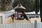 Click image for larger version

Name:	200628 001 Bird Feeder.jpg
Views:	126
Size:	32.7 KB
ID:	13164