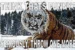 Click image for larger version

Name:	tigersnow.jpg
Views:	49
Size:	62.9 KB
ID:	5943