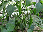 Click image for larger version

Name:	Chilli Plants 002.jpg
Views:	196
Size:	69.4 KB
ID:	7688