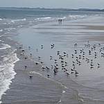 Click image for larger version

Name:	Bridlington Gulls.jpg
Views:	54
Size:	45.5 KB
ID:	1441