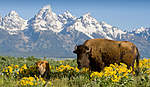 Click image for larger version

Name:	yellowstone-wildlife-buffalo-79.jpg
Views:	67
Size:	55.1 KB
ID:	12211