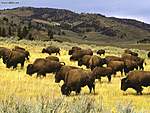 Click image for larger version

Name:	bison_yellowstone_national_park_wyoming.jpg
Views:	66
Size:	61.5 KB
ID:	12214
