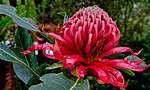 Click image for larger version

Name:	img-red-waratah-telopea-1000px.jpg
Views:	59
Size:	49.3 KB
ID:	13182