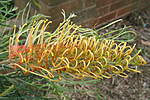 Click image for larger version

Name:	110331 002 Grevillea.jpg
Views:	178
Size:	53.6 KB
ID:	13187