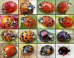 Click image for larger version

Name:	harequin-ladybird-variations.jpg
Views:	59
Size:	67.1 KB
ID:	13190