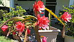Click image for larger version

Name:	161104 002 Cactus Flowers.jpg
Views:	101
Size:	54.7 KB
ID:	2255