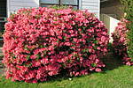 Click image for larger version

Name:	140929 004 Azalea.jpg
Views:	163
Size:	88.9 KB
ID:	13184