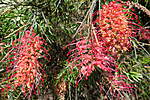 Click image for larger version

Name:	141016 004 Succulet and Grevillea Flowers.jpg
Views:	177
Size:	84.2 KB
ID:	13185