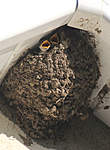 Click image for larger version

Name:	House martins - 27.jpg
Views:	201
Size:	58.8 KB
ID:	1273
