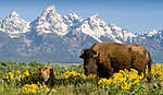 Click image for larger version

Name:	yellowstone-wildlife-buffalo-79.jpg
Views:	69
Size:	55.1 KB
ID:	12211