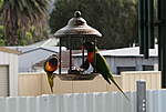 Click image for larger version

Name:	200628 001 Bird Feeder.jpg
Views:	124
Size:	32.7 KB
ID:	13164