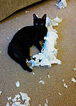 Click image for larger version

Name:	Kitten in trouble 3.jpg
Views:	56
Size:	78.0 KB
ID:	7822