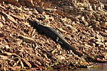 Click image for larger version

Name:	170601 062 Lake Argyle Cruise Fresh Water Crocodile.jpg
Views:	166
Size:	98.2 KB
ID:	11726