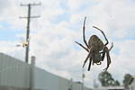 Click image for larger version

Name:	120421 002 Orb Weaving Spider.jpg
Views:	110
Size:	17.4 KB
ID:	14890