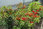 Click image for larger version

Name:	200315 002 Chillies.jpg
Views:	111
Size:	82.7 KB
ID:	12401