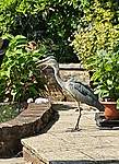 Click image for larger version

Name:	Heron 1.jpg
Views:	60
Size:	97.1 KB
ID:	13422