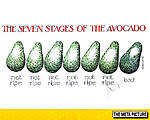 Click image for larger version

Name:	seven-stages-avocado-ripe-1.jpg
Views:	71
Size:	51.1 KB
ID:	7903