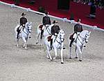 Click image for larger version

Name:	P1000267lipizzaner.jpg
Views:	54
Size:	60.2 KB
ID:	3694