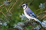 Click image for larger version

Name:	blue_jay_05_by_jay_co-d3lc5jx.jpg
Views:	51
Size:	63.7 KB
ID:	8521