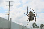 Click image for larger version

Name:	120421 002 Orb Weaving Spider.jpg
Views:	117
Size:	17.4 KB
ID:	14890