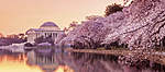 Click image for larger version

Name:	CherryBlossoms-AprilBlog-1000x444.jpg
Views:	40
Size:	43.4 KB
ID:	11661