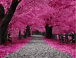 Click image for larger version

Name:	cherry-trees-pink-blossom.jpg
Views:	37
Size:	69.9 KB
ID:	11662