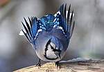 Click image for larger version

Name:	Blue-Jay-Bird-Picture.jpg
Views:	48
Size:	37.1 KB
ID:	8522