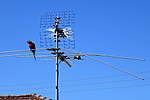 Click image for larger version

Name:	201227 011 Bird Damage Aerial.jpg
Views:	128
Size:	21.6 KB
ID:	14389