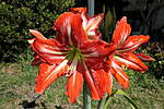 Click image for larger version

Name:	190923 016 Garden Flower Hippostatum.jpg
Views:	158
Size:	52.6 KB
ID:	10734