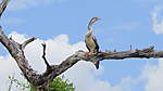 Click image for larger version

Name:	Female Darter.JPG
Views:	60
Size:	47.4 KB
ID:	886