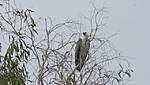 Click image for larger version

Name:	Sea Eagle.JPG
Views:	62
Size:	86.8 KB
ID:	887