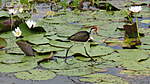 Click image for larger version

Name:	Walking on Lily Pads.JPG
Views:	70
Size:	97.4 KB
ID:	889