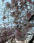 Click image for larger version

Name:	cherry blossom2.jpg
Views:	66
Size:	84.0 KB
ID:	15190