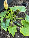Click image for larger version

Name:	courgette.jpg
Views:	174
Size:	99.9 KB
ID:	16034