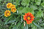 Click image for larger version

Name:	lovely orange flowers.jpg
Views:	42
Size:	56.0 KB
ID:	13472